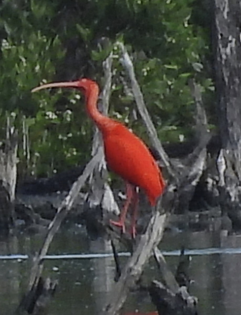 Scarlet Ibis - ML646769927