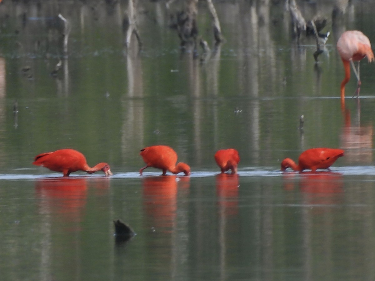 Scarlet Ibis - ML646769928