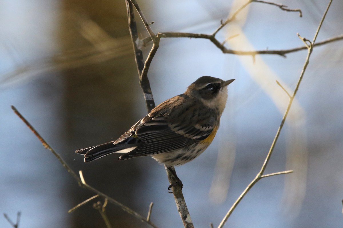 Yellow-rumped Warbler - ML646769933