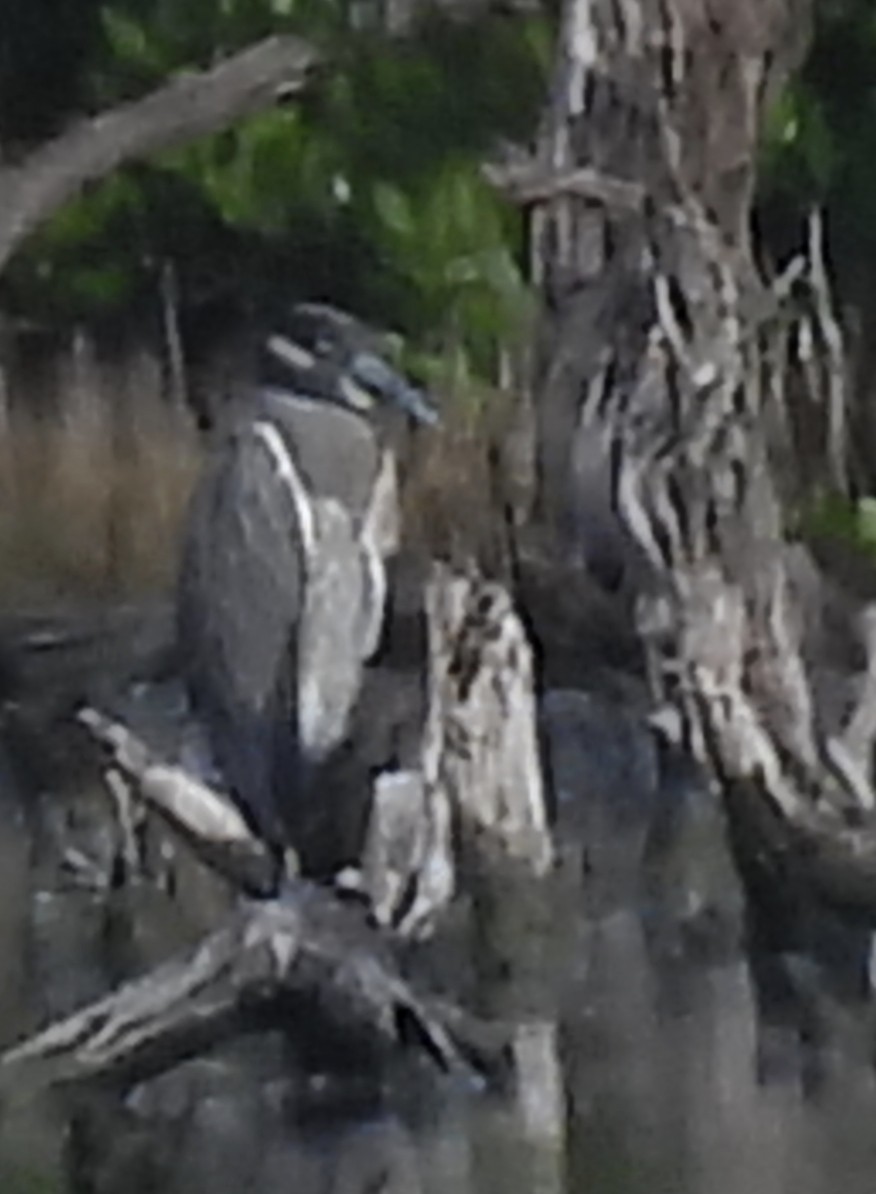 kvakoš žlutočelý - ML646769939