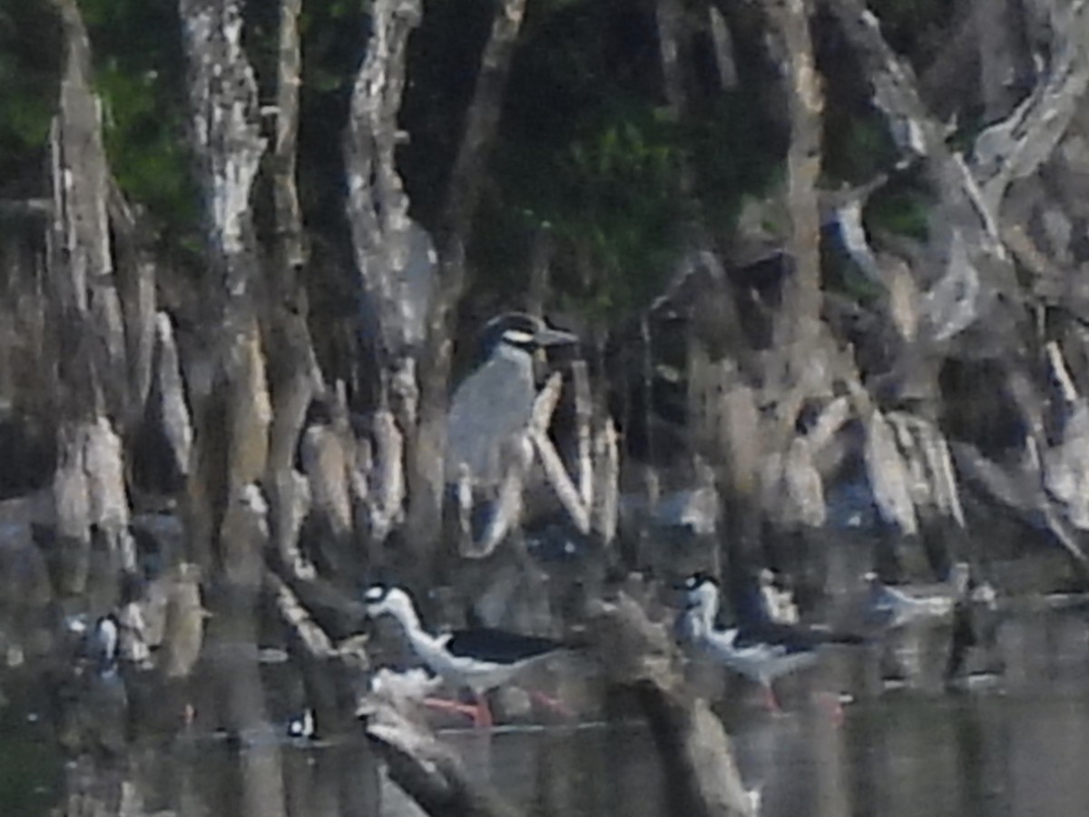 kvakoš žlutočelý - ML646769940