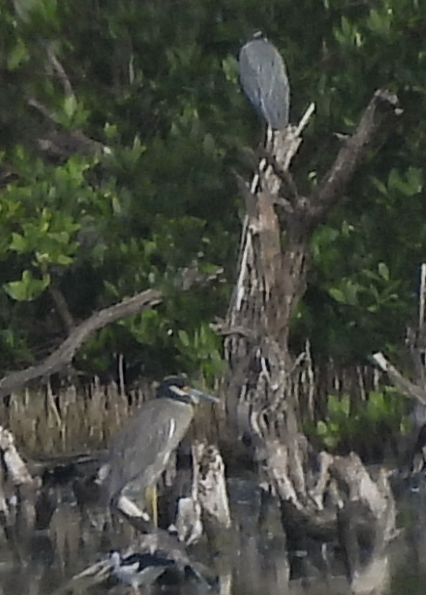 kvakoš žlutočelý - ML646769941