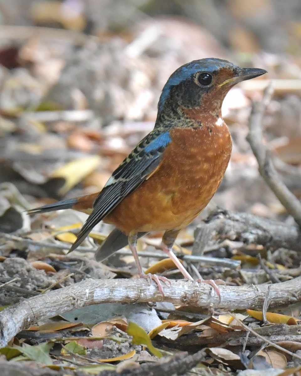 Roquero Gorjiblanco - ML646769947