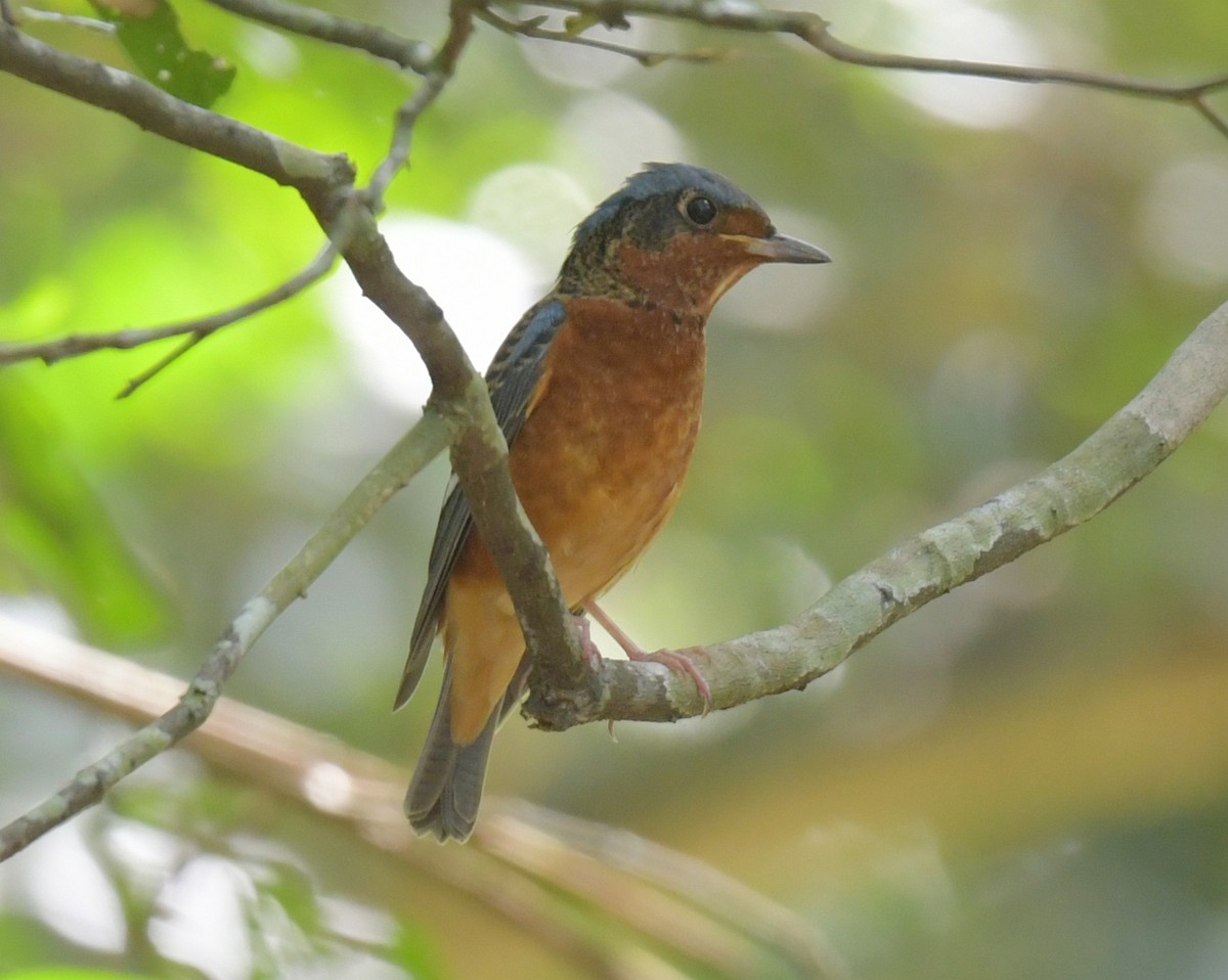 Roquero Gorjiblanco - ML646769948