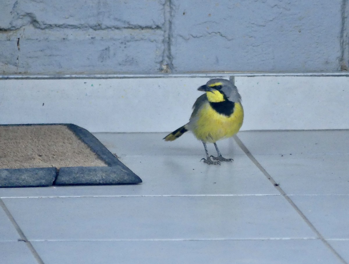 Gonolek bacbakiri - ML646769951