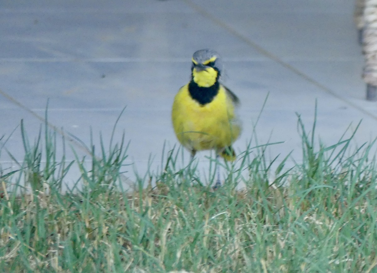 Gonolek bacbakiri - ML646769952