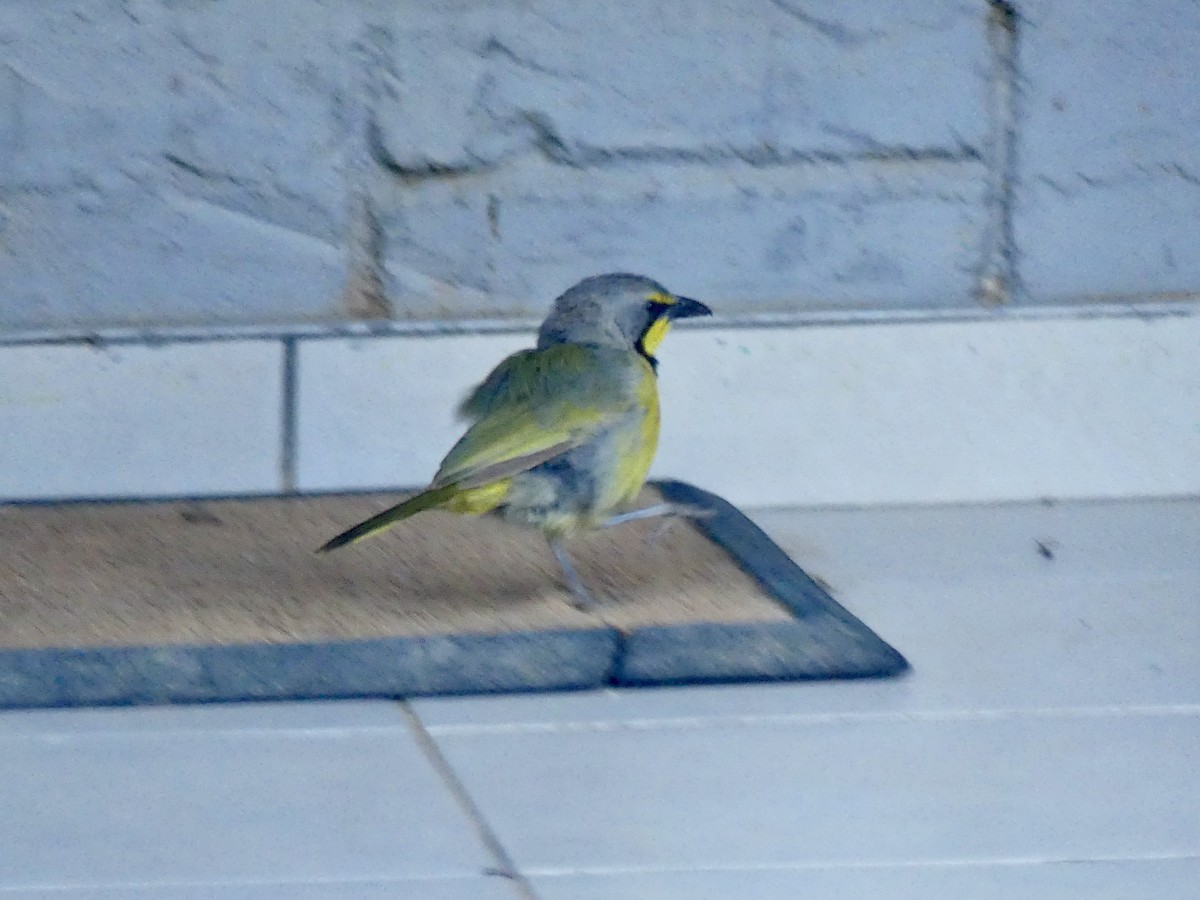 Gonolek bacbakiri - ML646769953