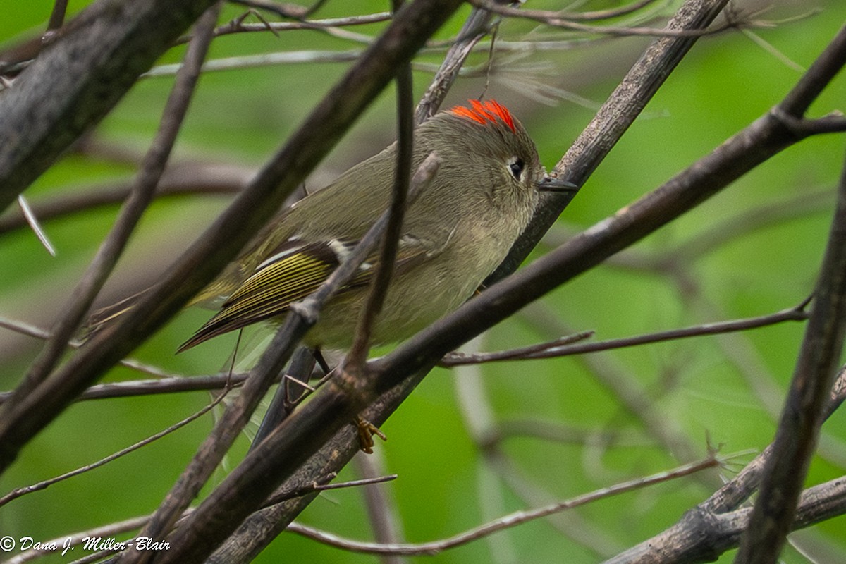 Ruby-crowned Kinglet - ML646769957