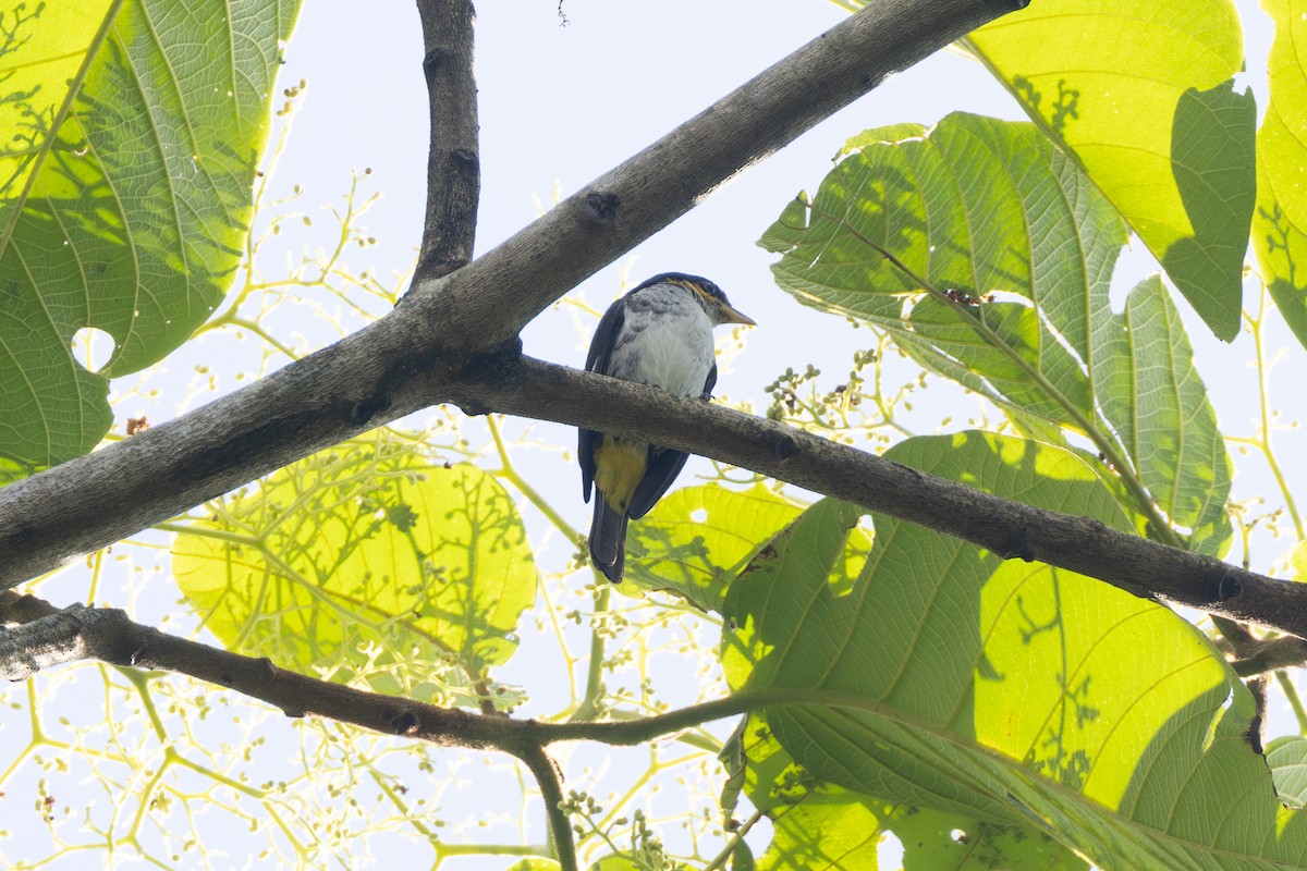 Yellow-backed Tanager - ML646769962