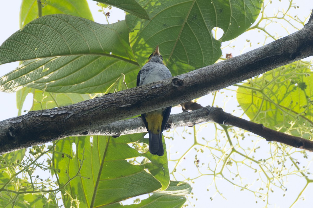 Yellow-backed Tanager - ML646769963