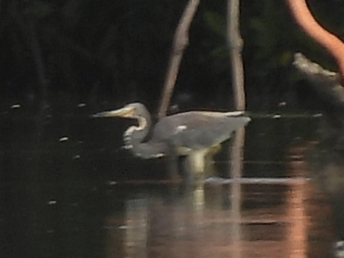 Tricolored Heron - ML646769965