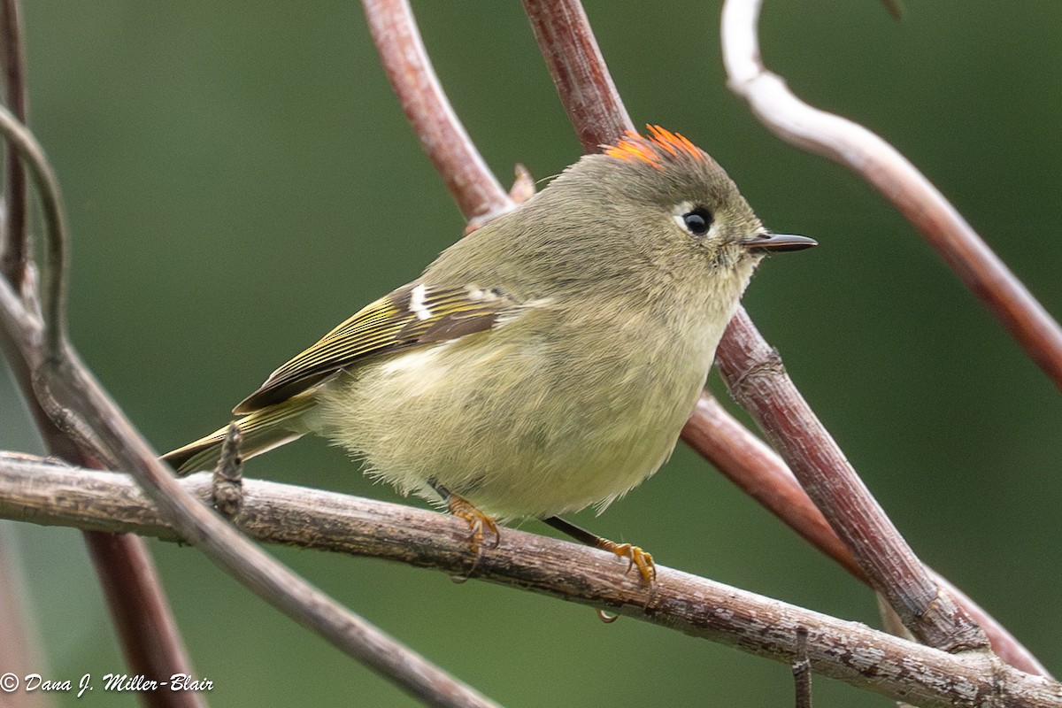Ruby-crowned Kinglet - ML646769966