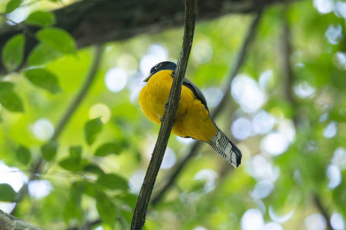 Choco Black-throated Trogon - ML646769970