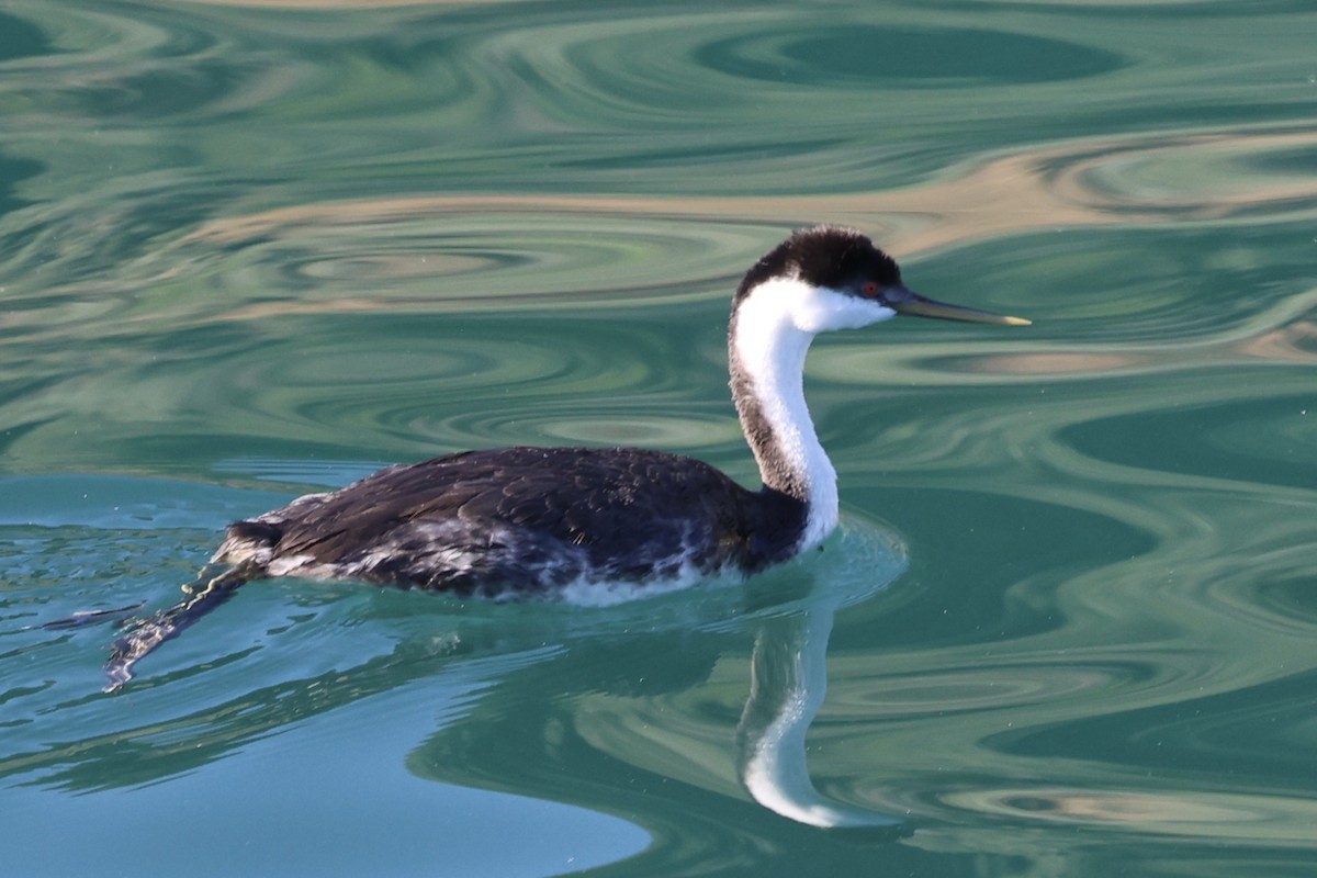 Renntaucher - ML646769973