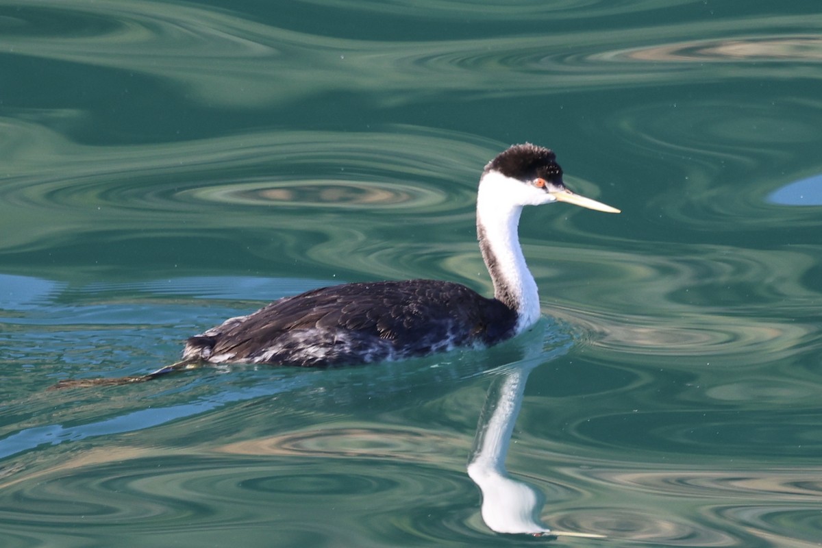 Renntaucher - ML646769974