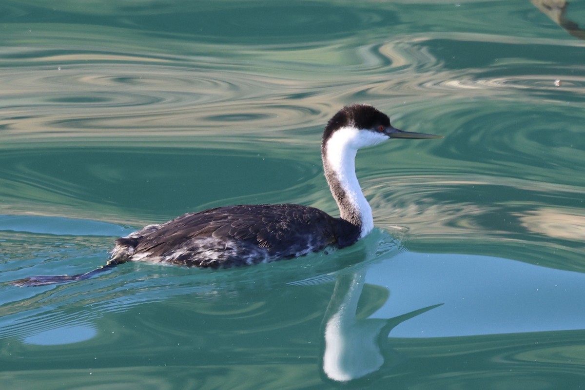 Renntaucher - ML646769975