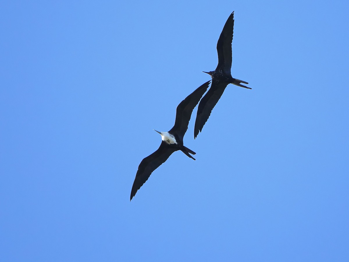 Magnificent Frigatebird - ML646769978