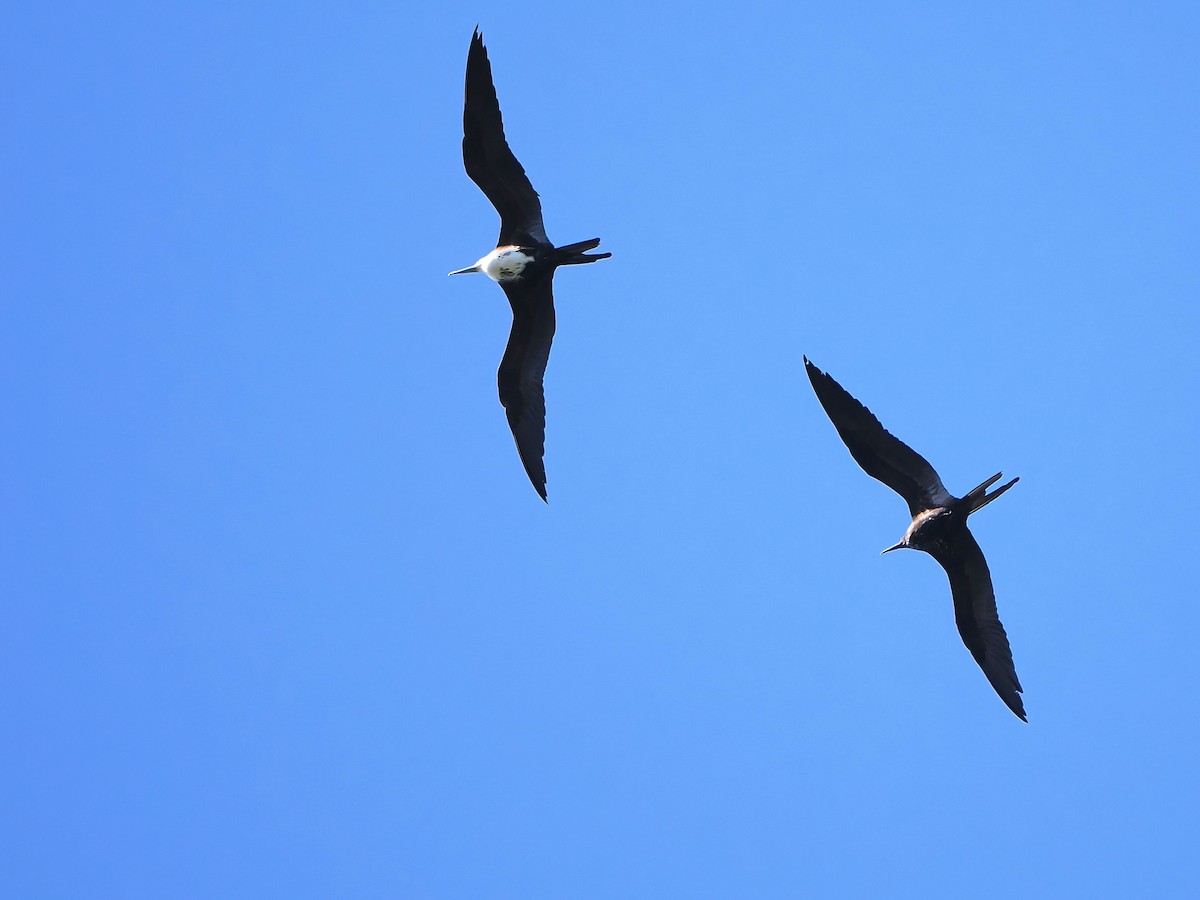 Magnificent Frigatebird - ML646769979
