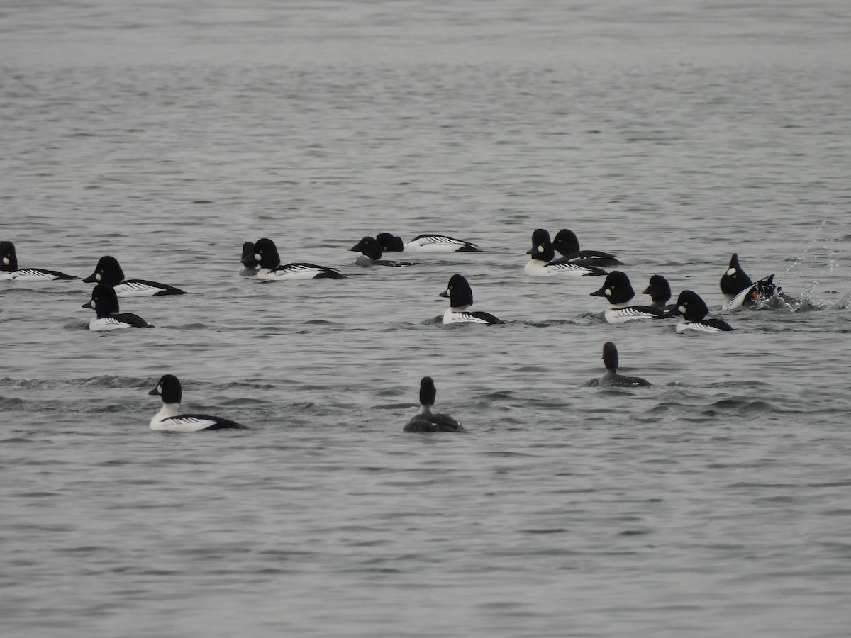 Алаг шунгаач - ML646769985