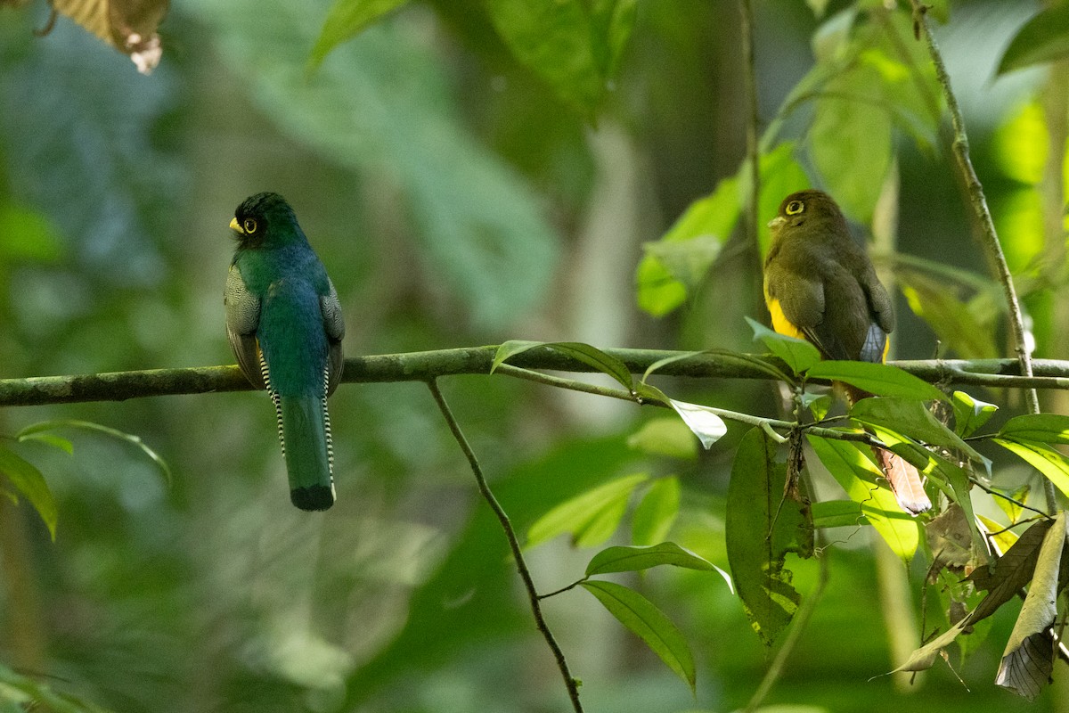 Choco Black-throated Trogon - ML646769986