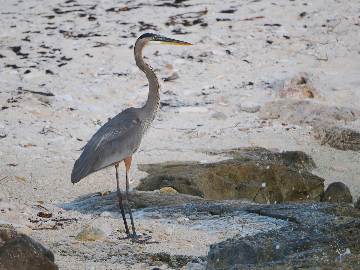Great Blue Heron - ML646769987