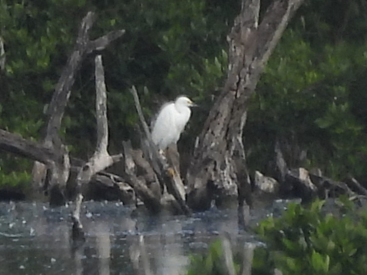 Snowy Egret - ML646769988