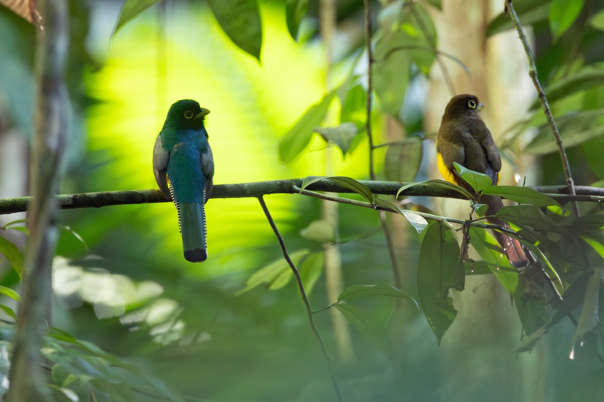 Choco Black-throated Trogon - ML646769990