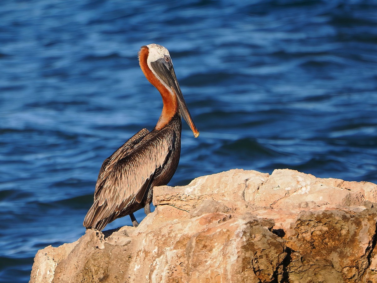 Brown Pelican - ML646769992
