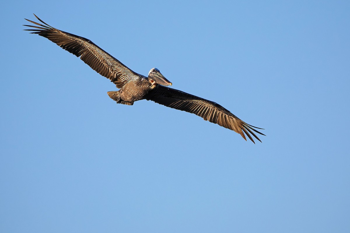 Brown Pelican - ML646769993