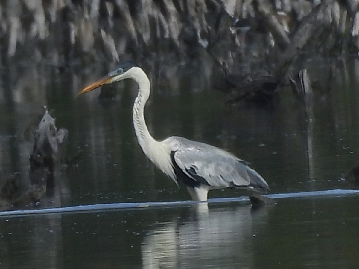 Cocoi Heron - ML646769994