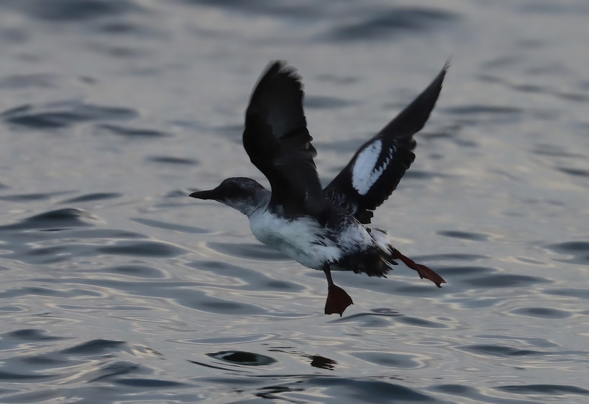 Pottorro hegalzuri aleutiarra - ML646769999