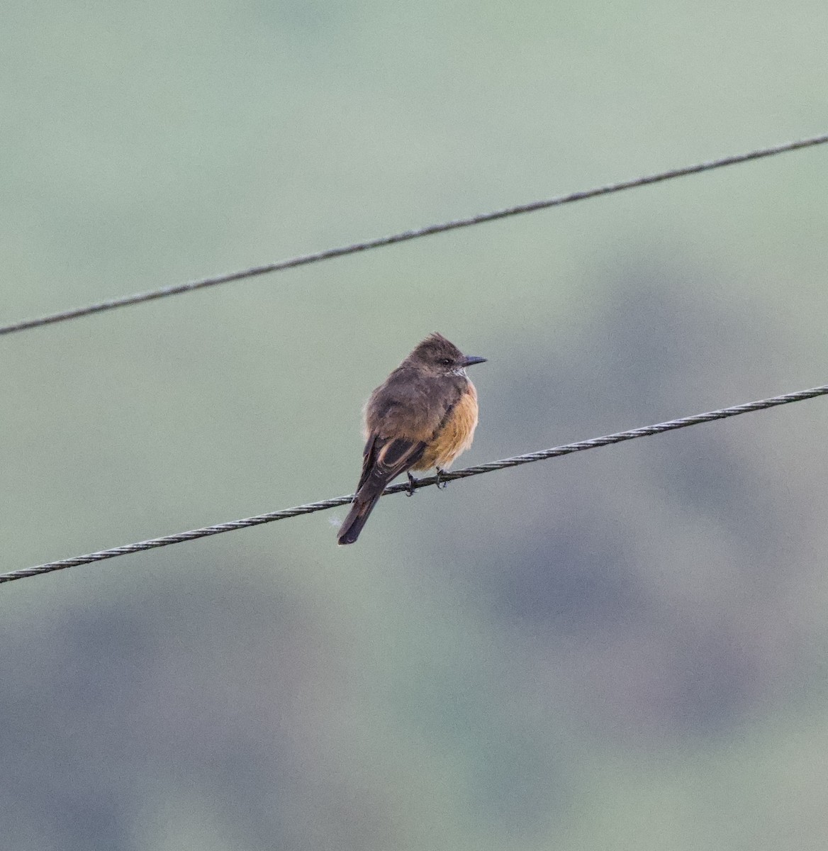 Streak-throated Bush-Tyrant - ML646770000