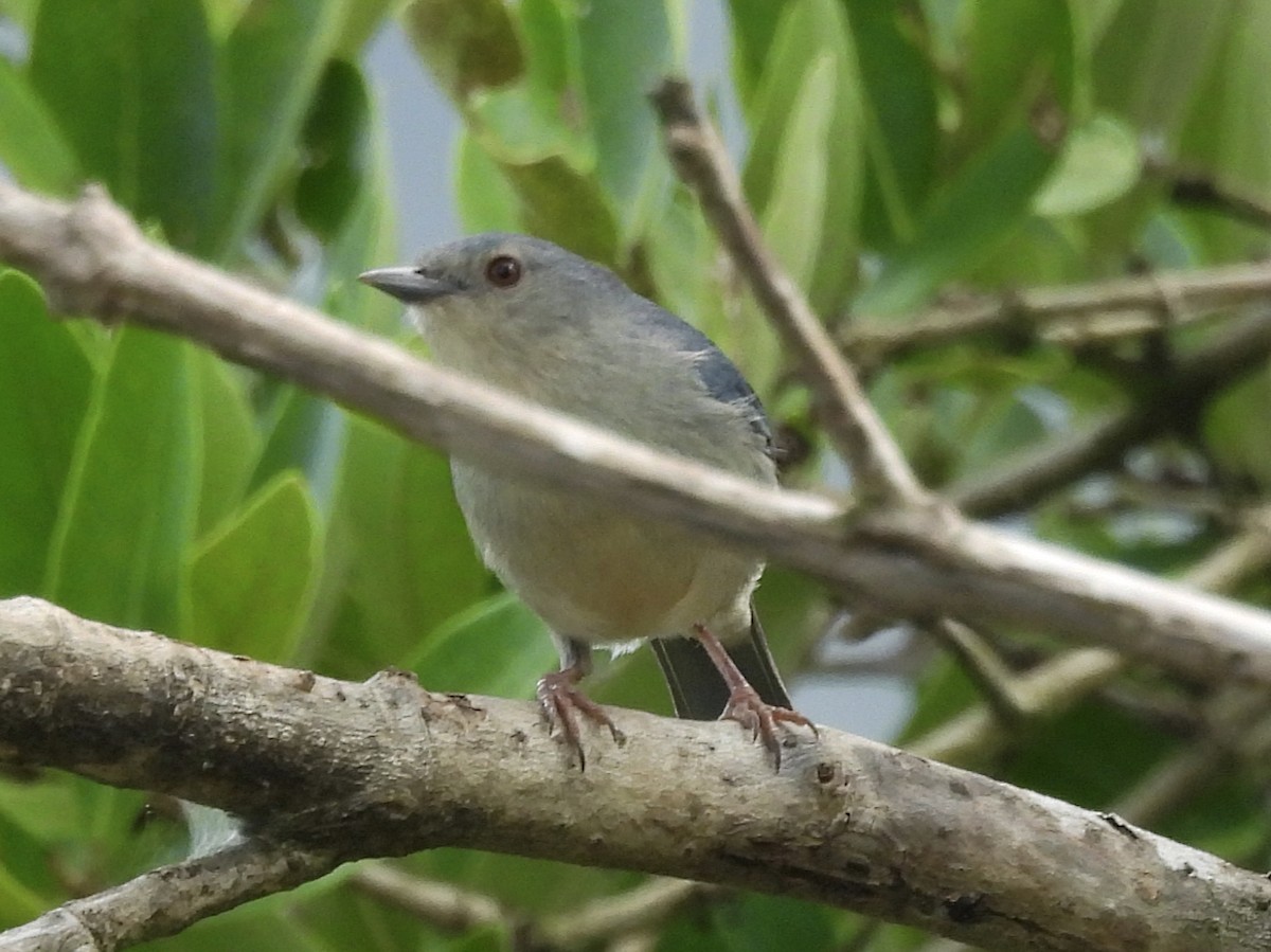 Bicolored Conebill - ML646770002