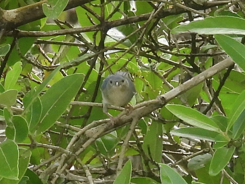 Bicolored Conebill - ML646770003