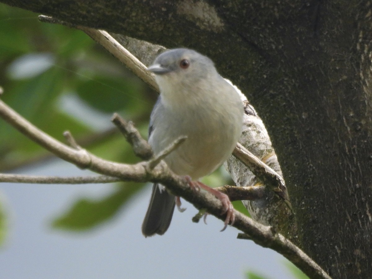 Bicolored Conebill - ML646770004