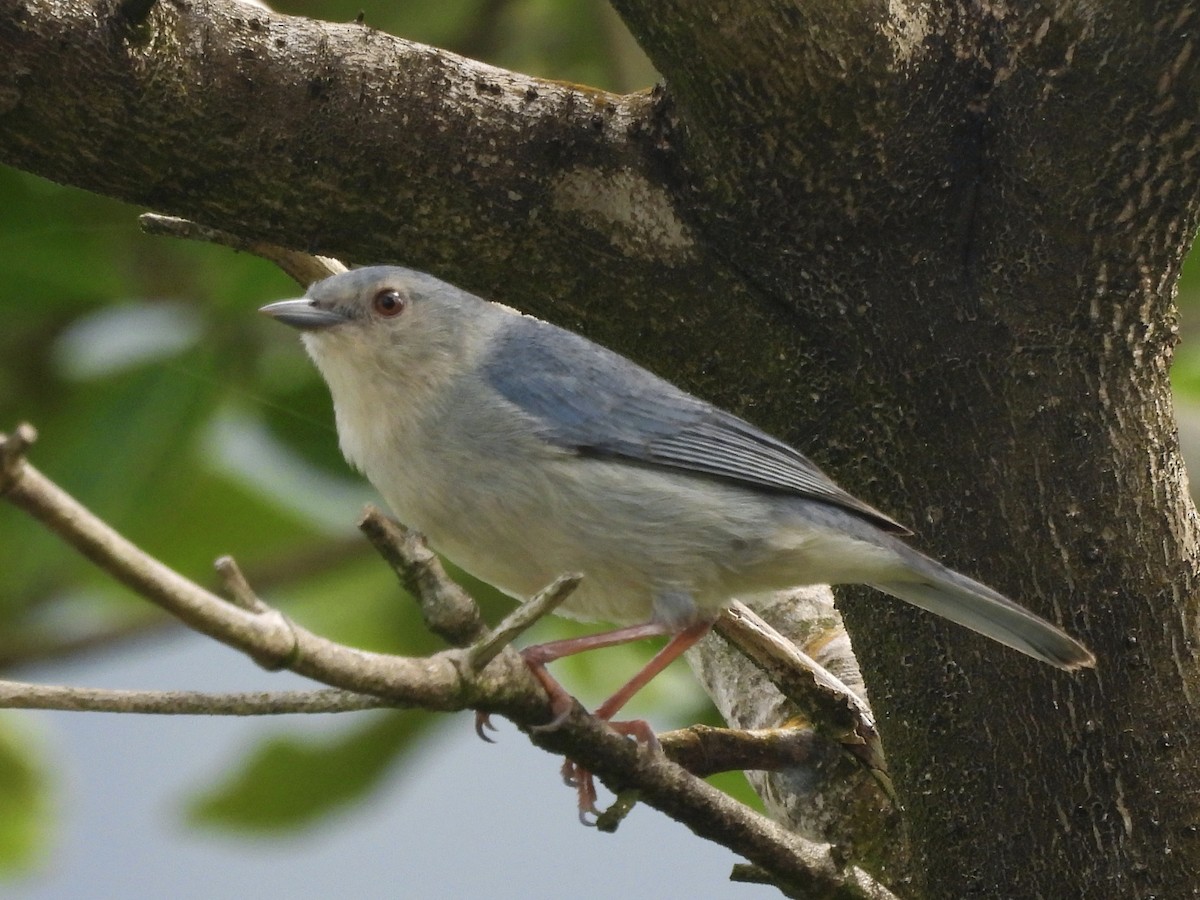 Bicolored Conebill - ML646770005