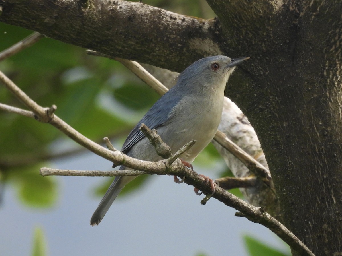 Bicolored Conebill - ML646770006