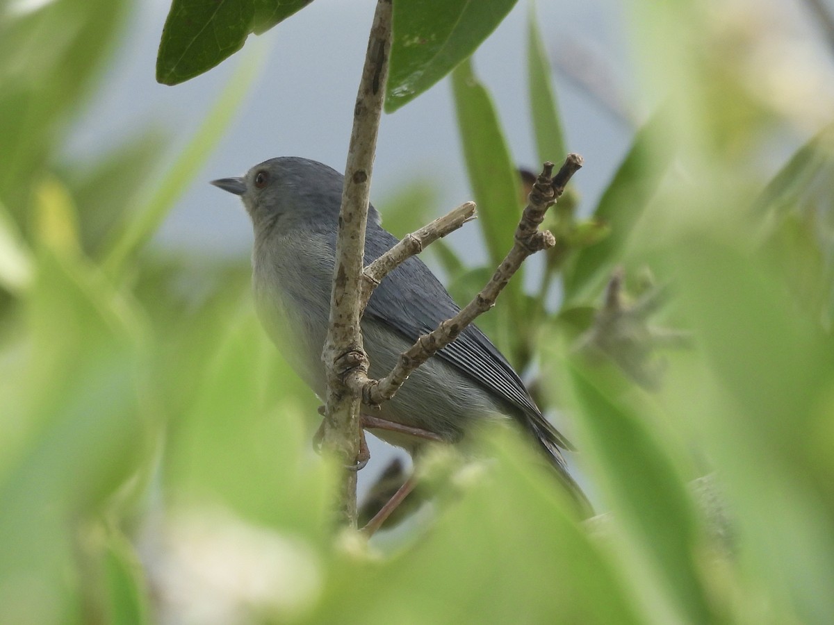 Bicolored Conebill - ML646770007