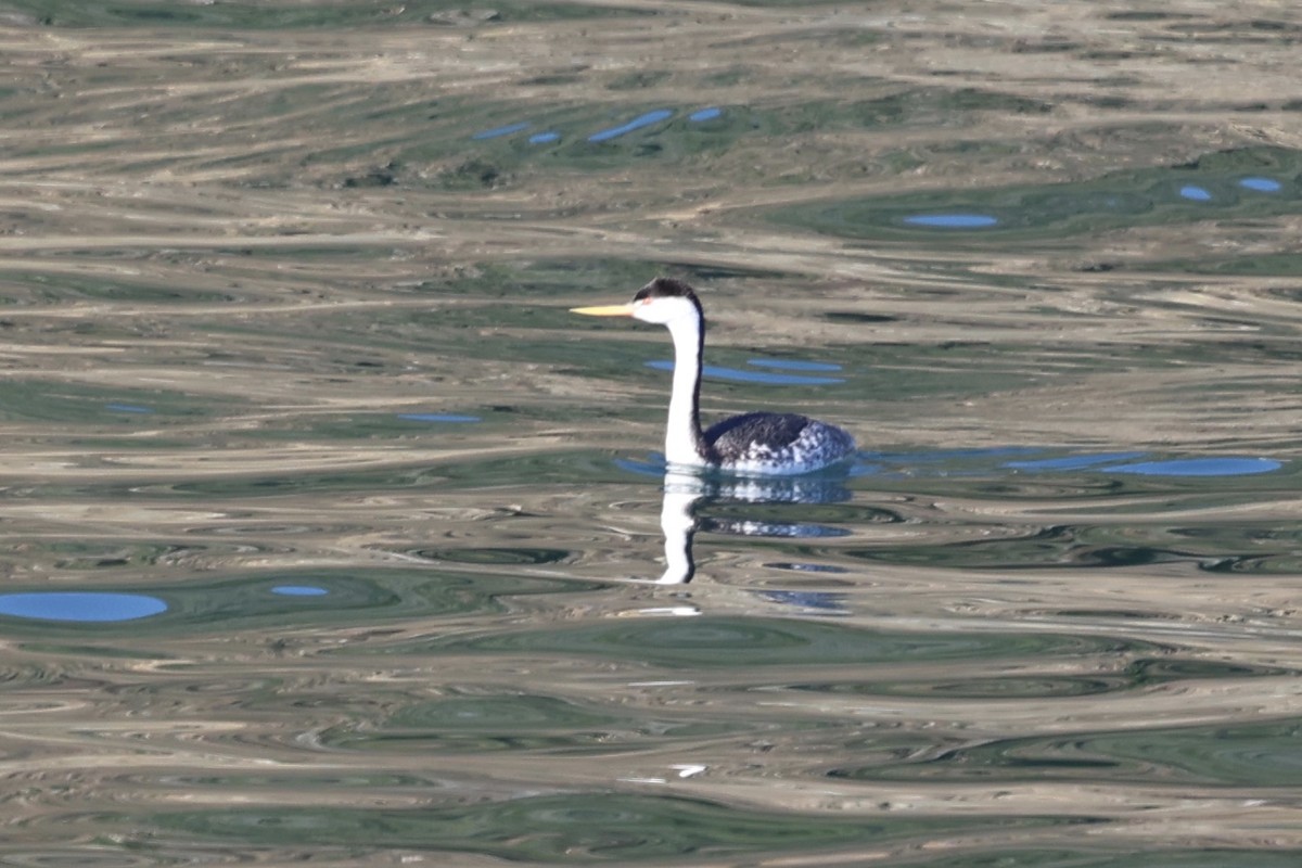 Clarktaucher - ML646770008