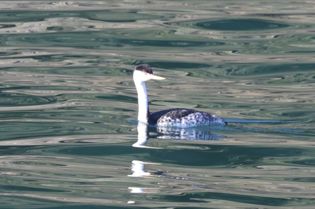 Clarktaucher - ML646770009