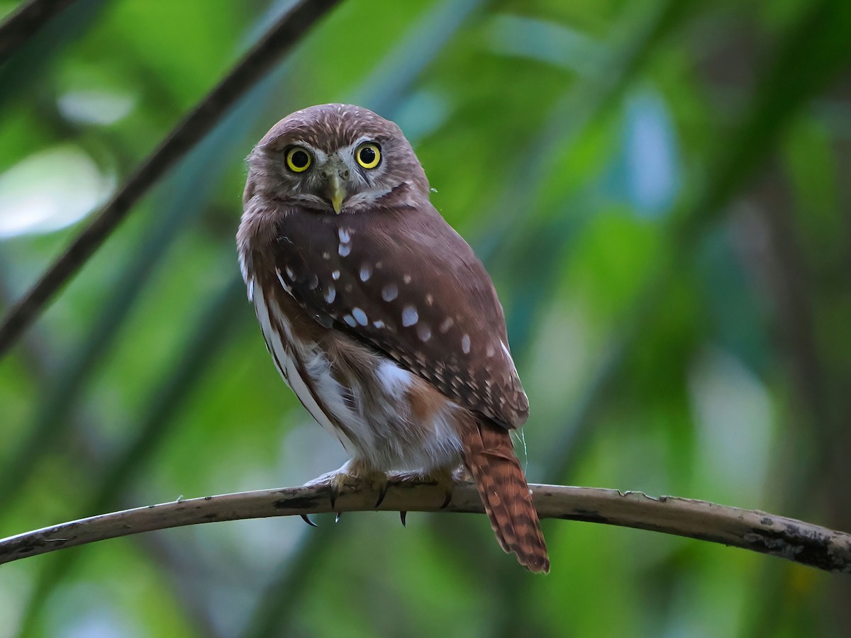 Ferruginous Pygmy-Owl - ML646770010