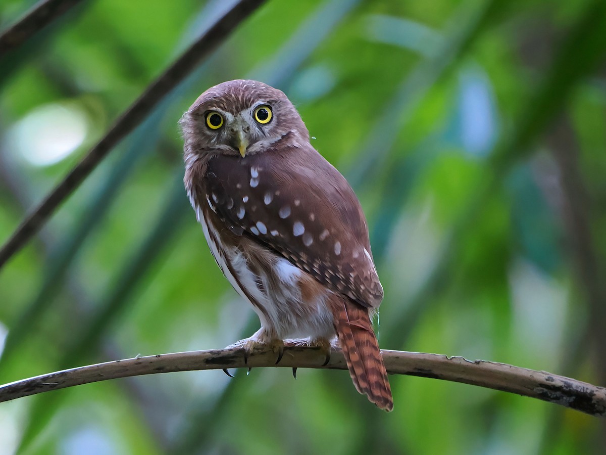 Ferruginous Pygmy-Owl - ML646770011
