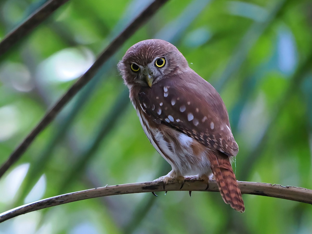 Ferruginous Pygmy-Owl - ML646770012