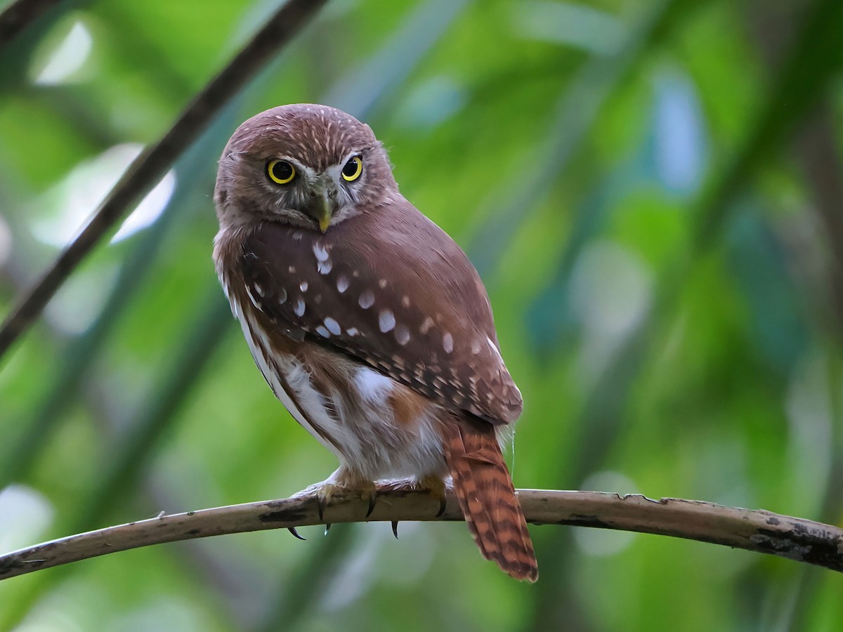 Ferruginous Pygmy-Owl - ML646770013