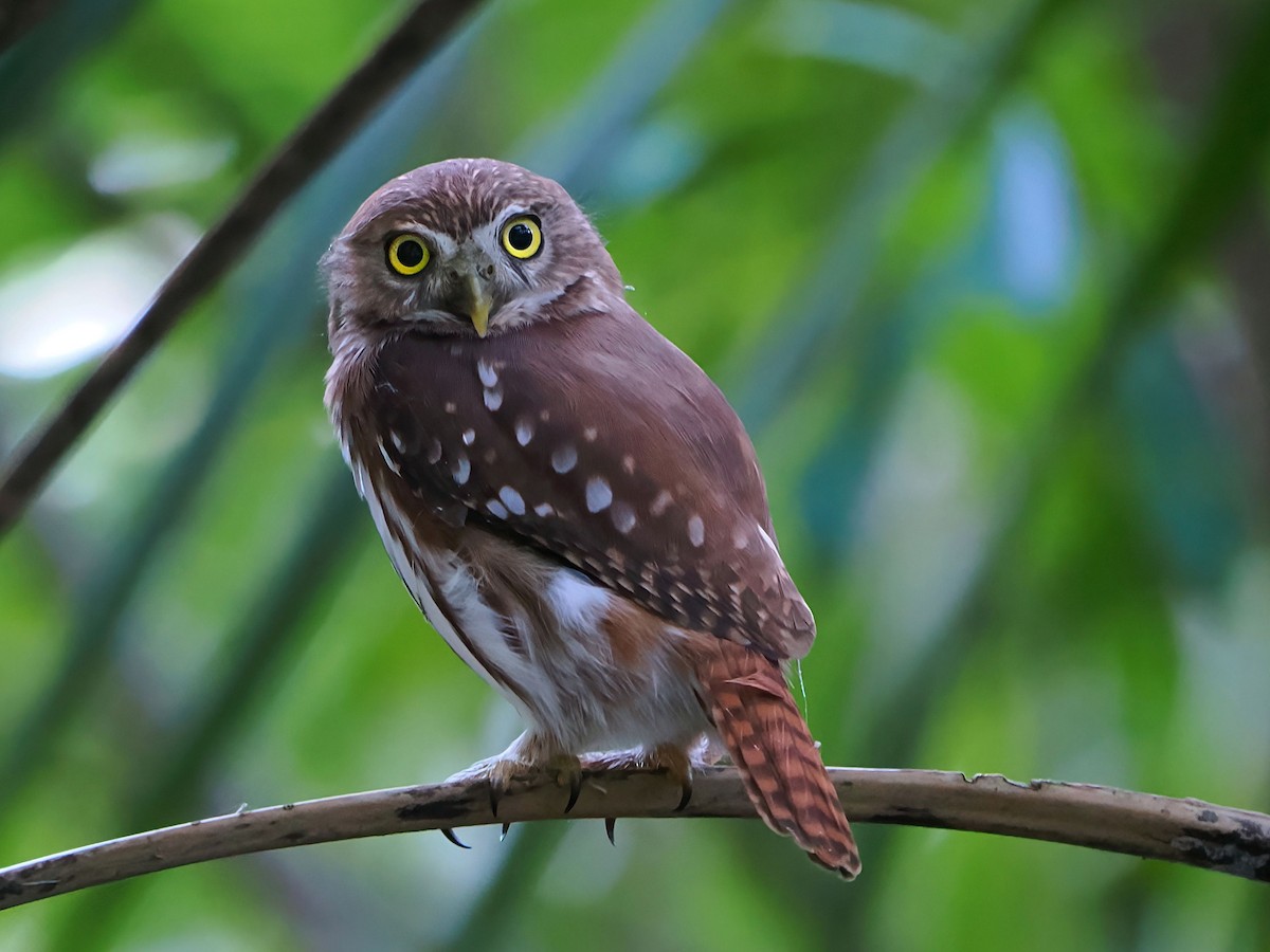 Ferruginous Pygmy-Owl - ML646770014