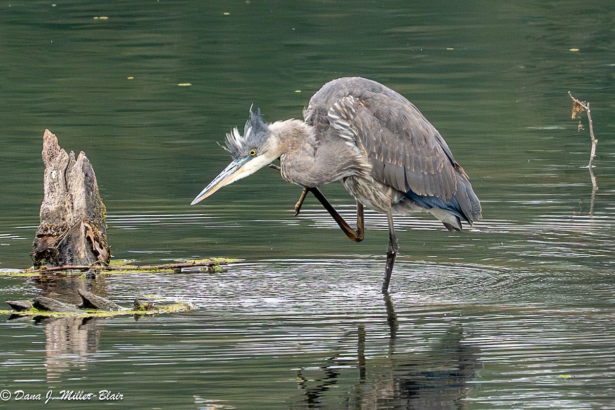 volavka velká - ML646770018