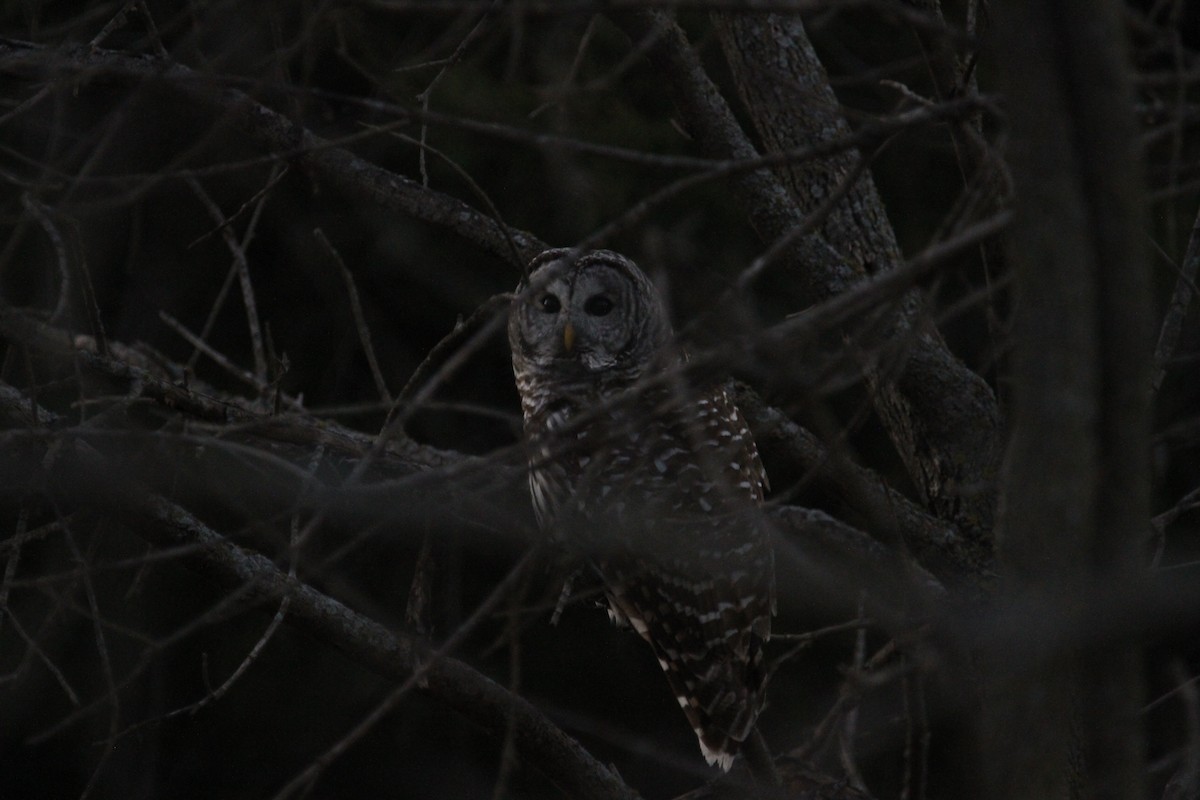 Cárabo Norteamericano - ML646770020