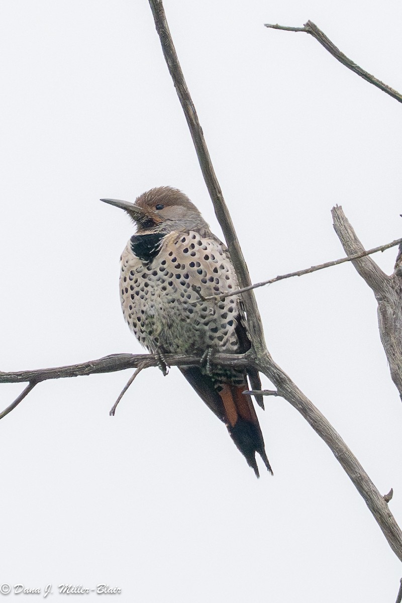 datel zlatý [skupina cafer] - ML646770021