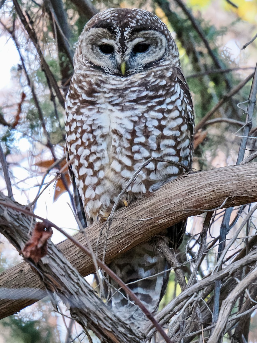 Spotted Owl (Mexican) - ML646770022