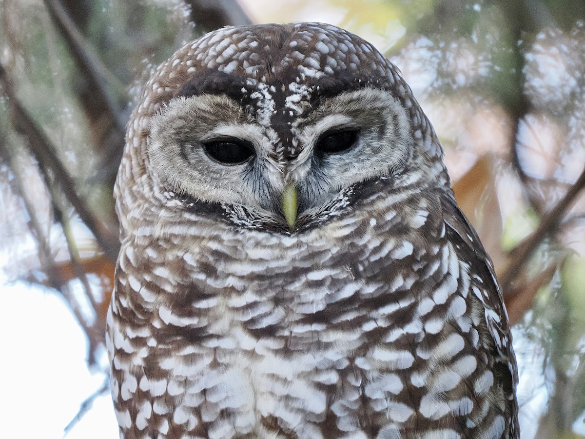 Spotted Owl (Mexican) - ML646770023